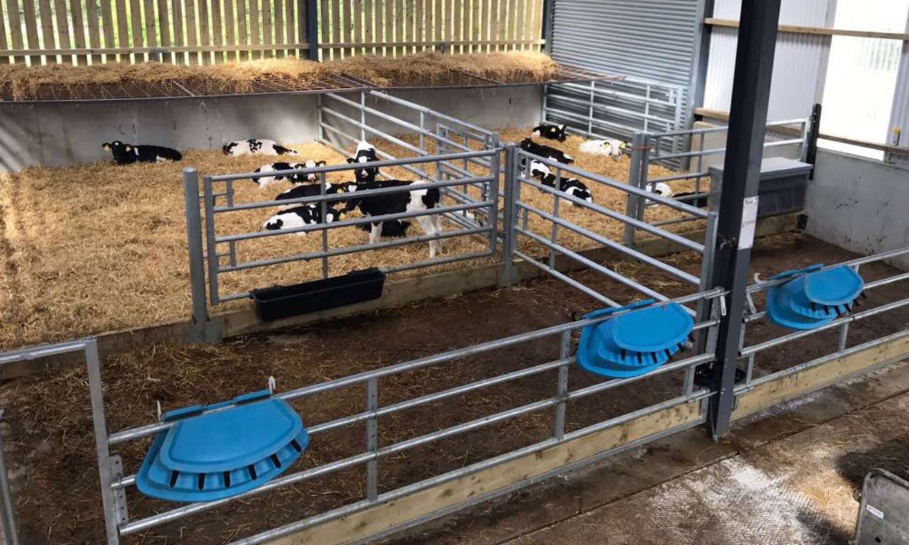 Calf Feed Barrier 1