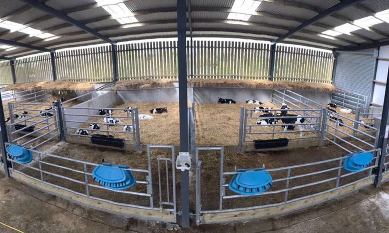 Calf Feed Barrier 2