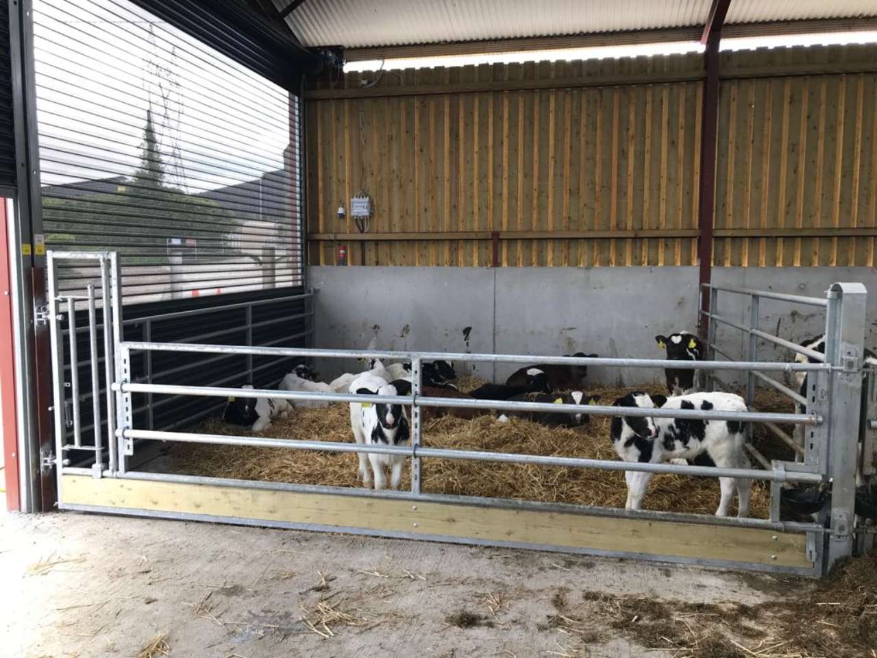 Calf Feed Barrier 3