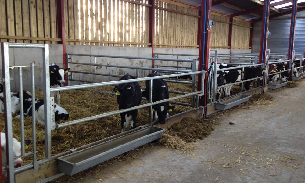 Calf Trough | Farmstrong Agri Supplies