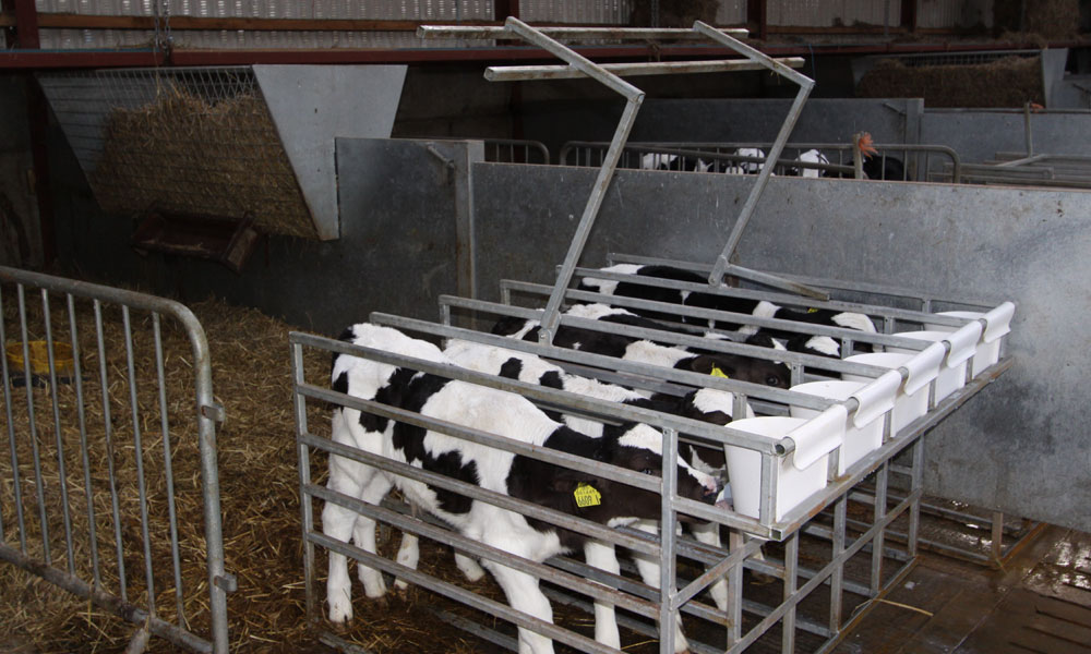 Calf Starter Box | Farmstrong Agri Supplies